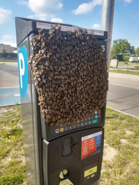  Pszczoły na parkometrze