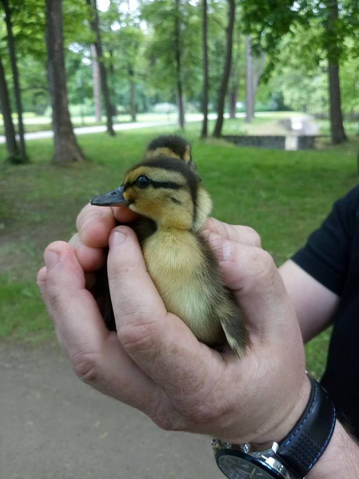  Na ratunek małym kaczkom 