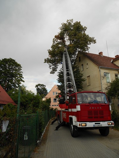 Konar zagrażał przechodniom